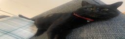 British Longhair cats for sale: Male cat - Advert 2