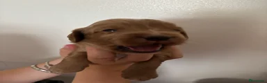 Cockapoo 6