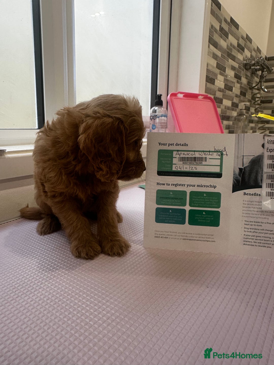 Cockapoo dogs for sale: F1 cockapoo puppies ♥️💙 - Image 7