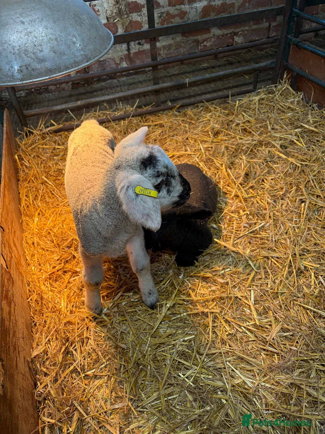 Sheep livestock for sale: Cade lambs for sale - Advert 2