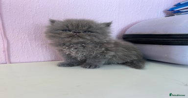 Persian cats - Advert 6
