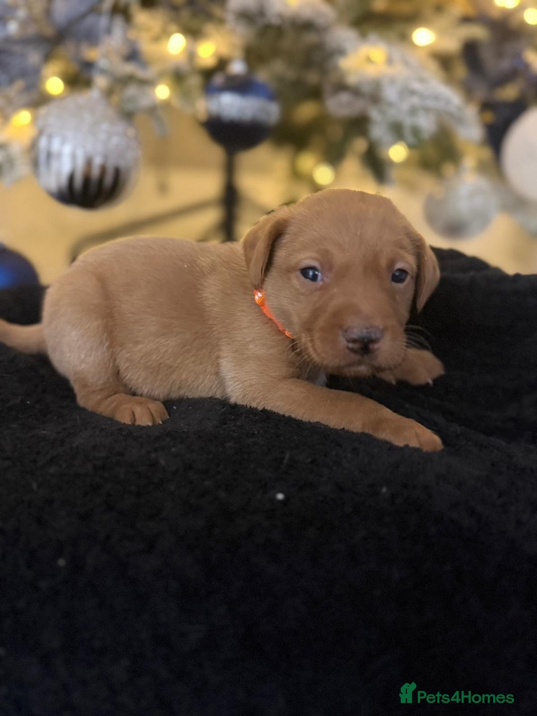 Labrador Retriever dogs for sale: Beautiful fox red puppies  - Advert 17