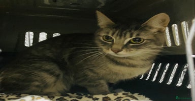 Mixed Breed cats Half Bengal girl 10months old ready to go now - Advert 3