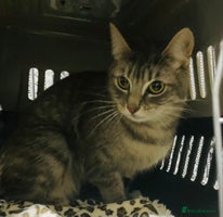 Mixed Breed cats Half Bengal girl 10months old ready to go now - Advert 3