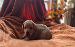 Jackapoo dogs for sale: Jackapoo puppies - Image 4