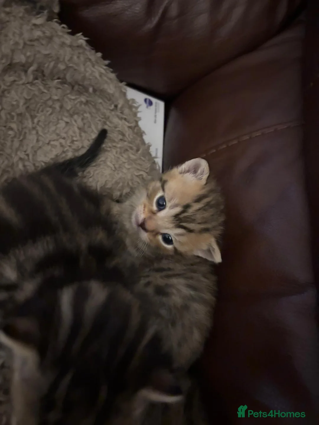 Domestic Shorthair cats for sale: 2 male 2 female tabby kittens ready to leave now - Advert 11