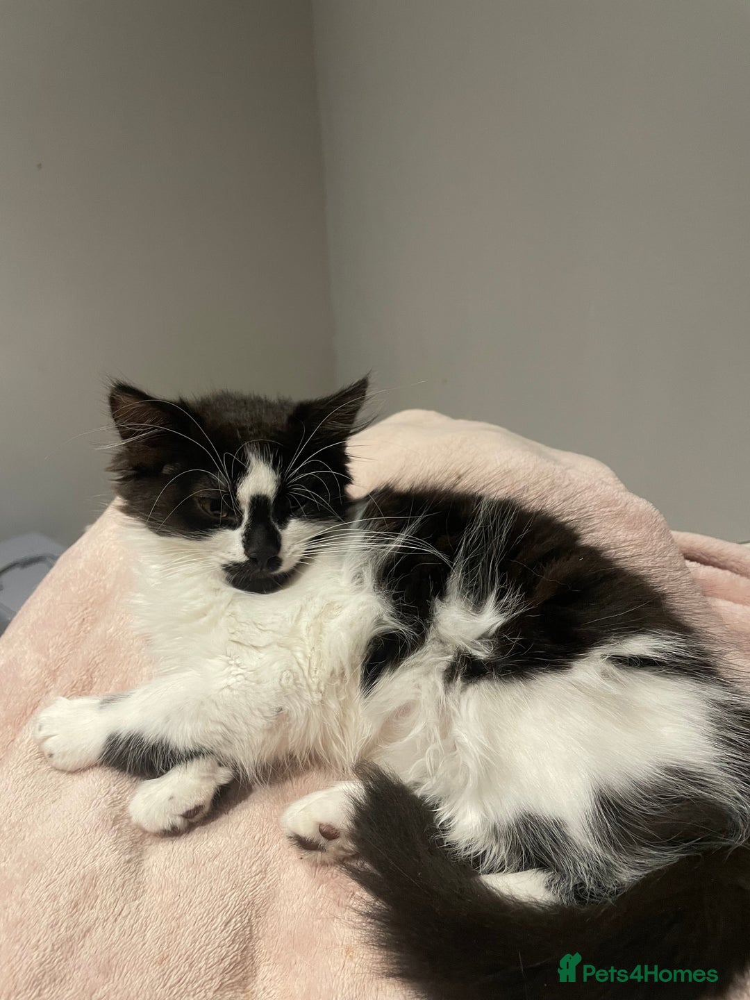 Mixed Breed cats for sale: Black and white mixed cat  - Image 3