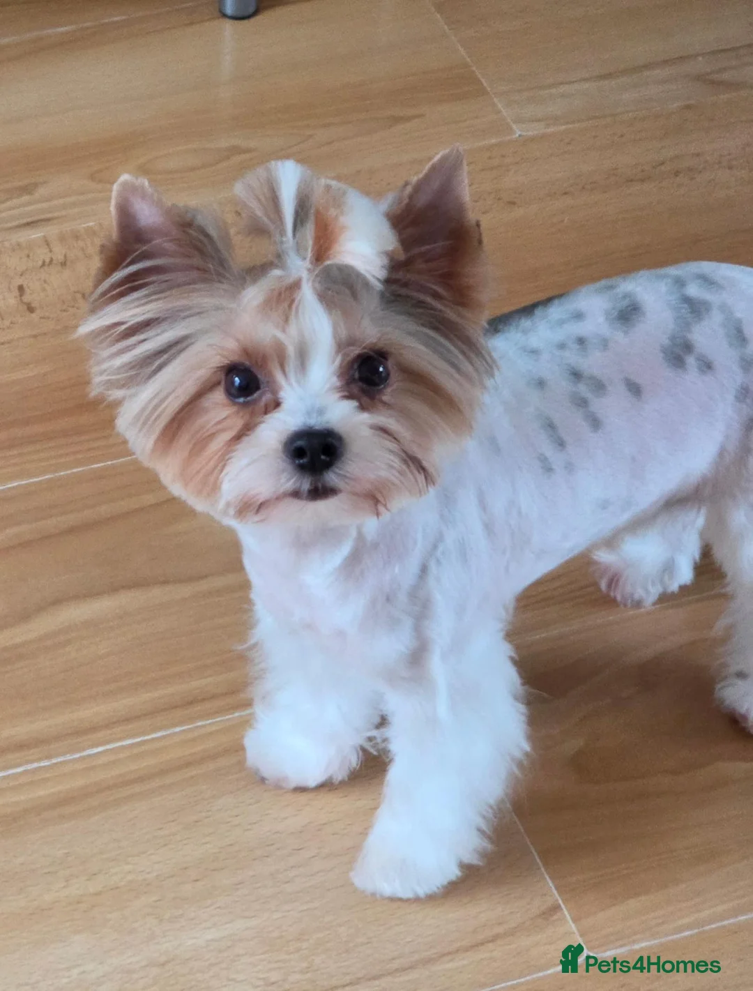 Biewer Terrier dogs for sale: Gorgeous Pure Biewer terrier male - Advert 2