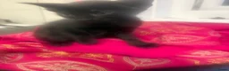 Siamese cats for sale: Siamese X baby’s  - Advert 7