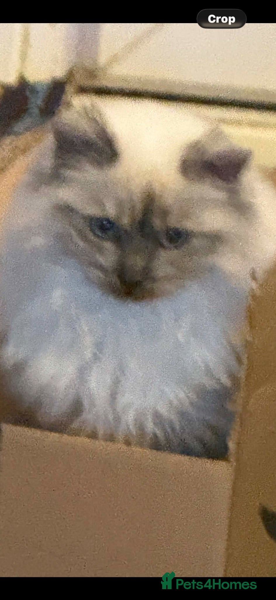 Ragdoll cats RAGDOLL MALE FREE  - Advert 5