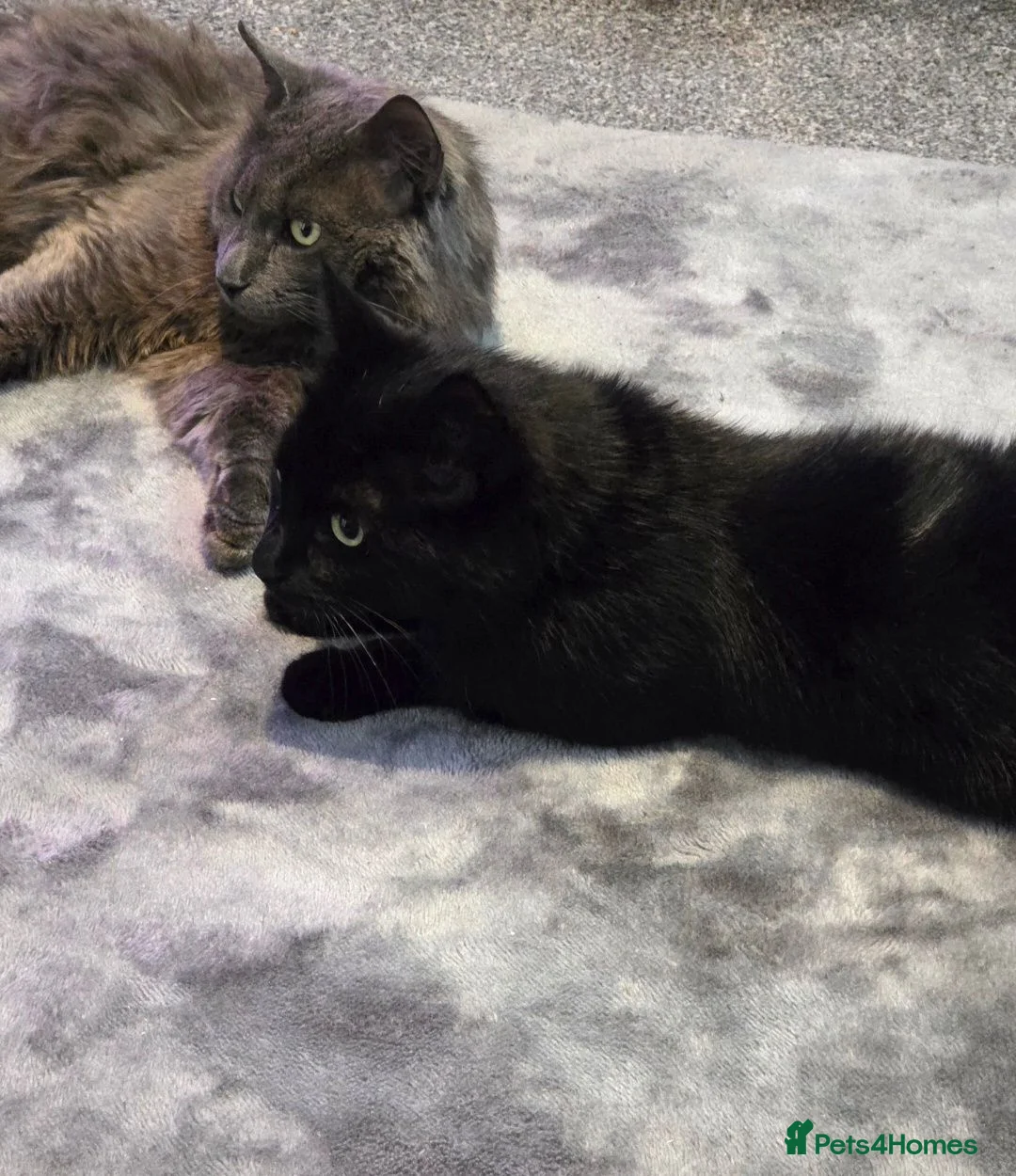 Mixed Breed cats for sale: Half maincoon kitten available for a loving home - Advert 5