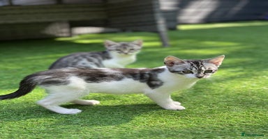 Mixed Breed cats - Advert 15