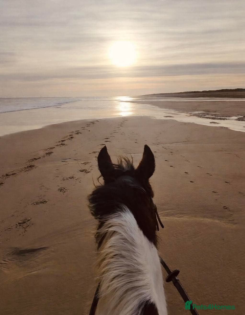 Irish Cob horses 15.2hh cob gelding - Advert 2