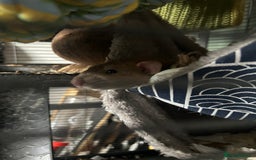 Rat rodents for sale: Two Male Rats - Image 6