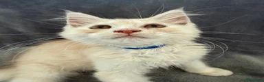 Maine Coon 1