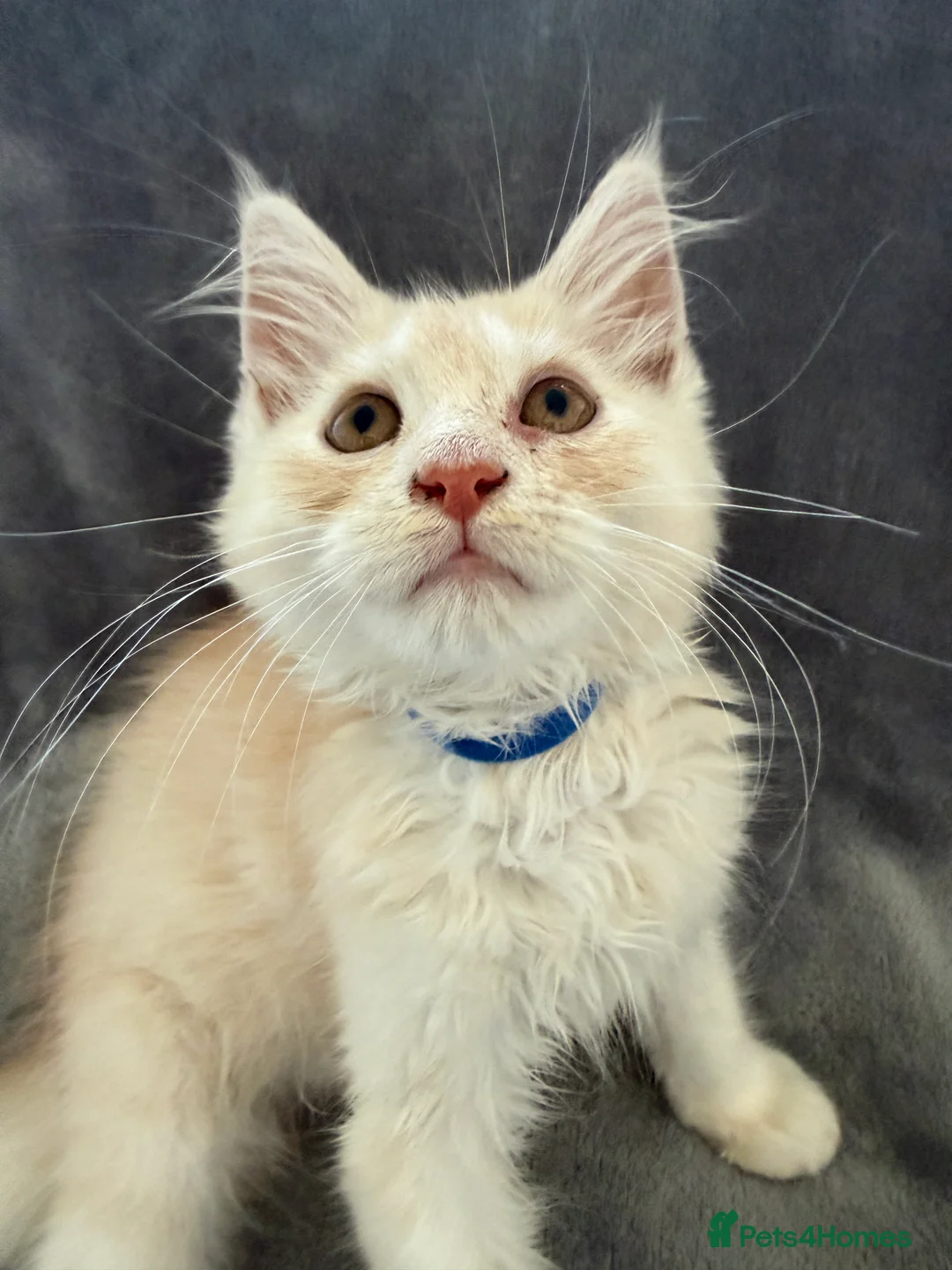 Maine Coon cats for sale: Maine Coon 3/4 Cross Kittens  - Advert 25