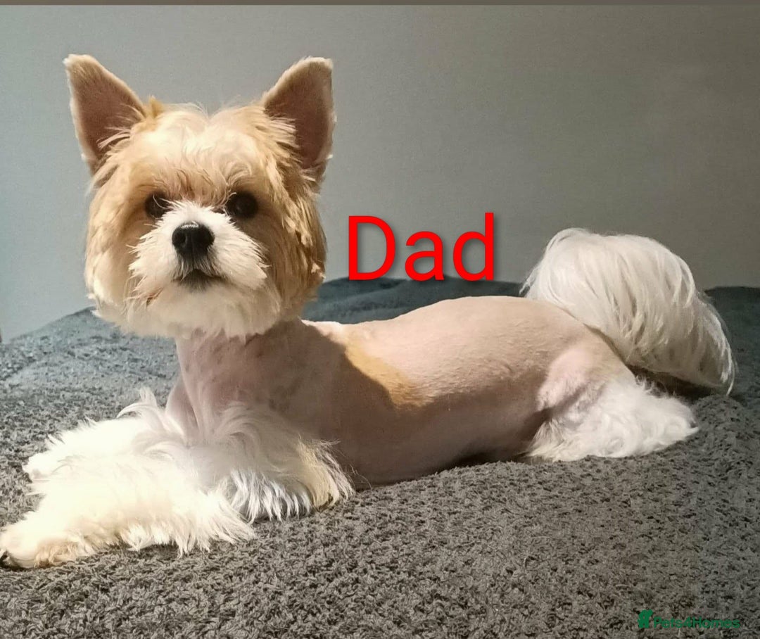 Yorkshire Terrier dogs for sale: 4 Adorable Yorkshire terrier pups  - Advert 15