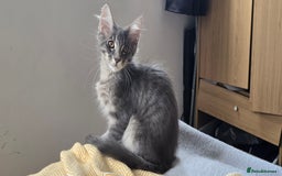 Maine Coon cats for sale: Maine coon kittens ready  - Image 35