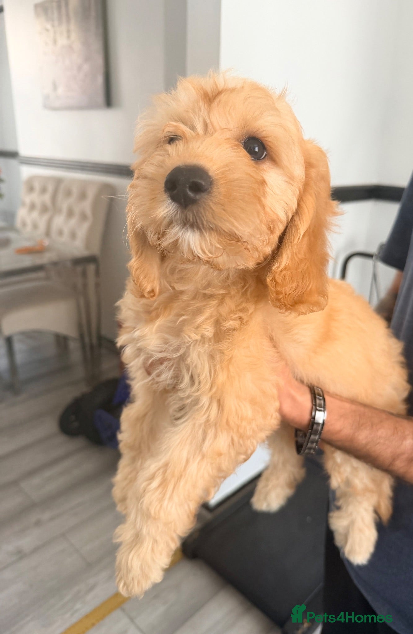Cavapoo dogs Cavapoos F1  puppies for sale  - Advert 17
