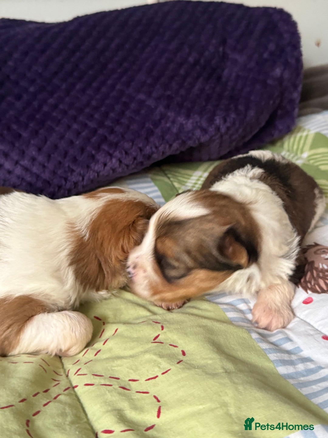 Yorkshire Terrier dogs for sale: Adorable Health Tested Coloured Yorkies (Biewer)  - Advert 20