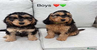 Cockapoo dogs in Denbigh - Advert 14