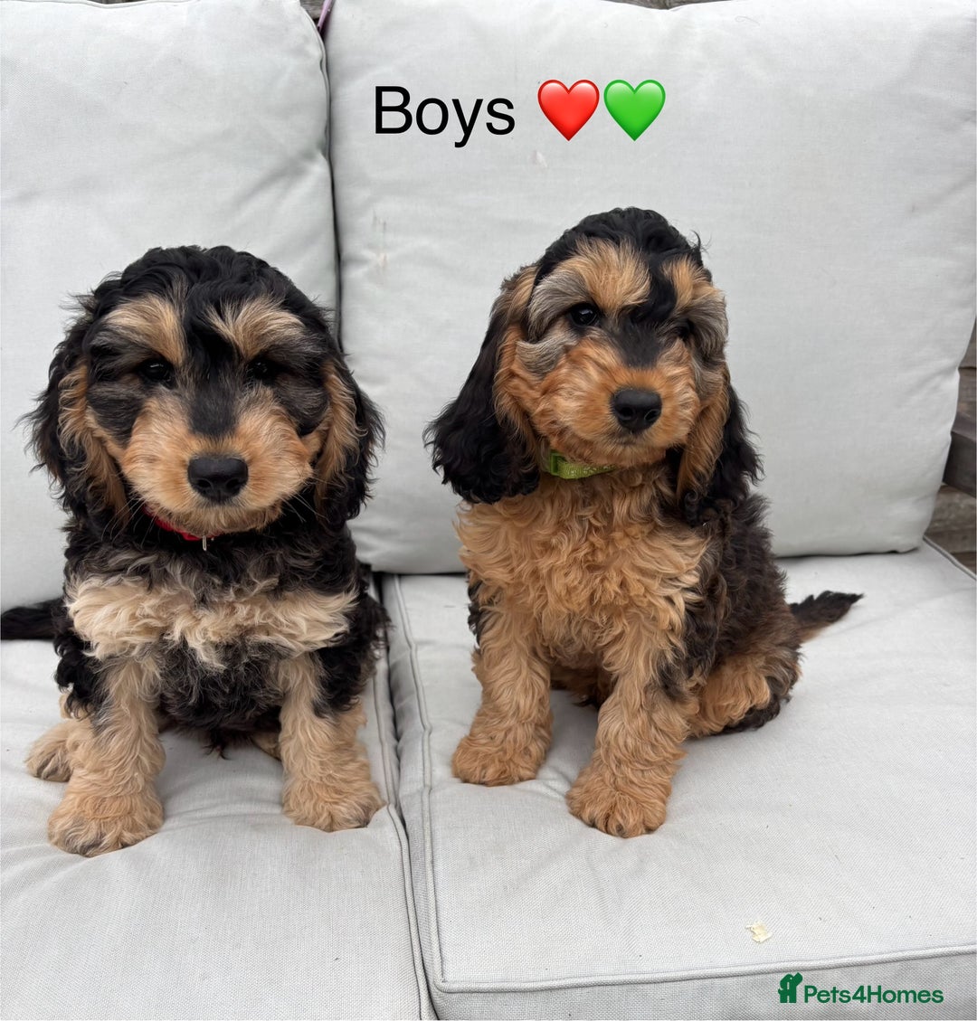 Cockapoo dogs for sale: F1 Cockapoo Puppies DNA clear in Denbigh - Image 2