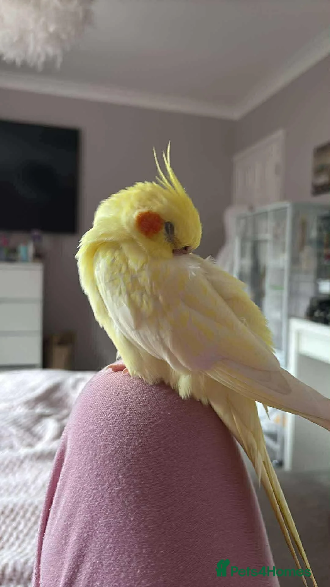 Cockatiels birds for sale: Beautiful lutino cockatiel - Advert 1