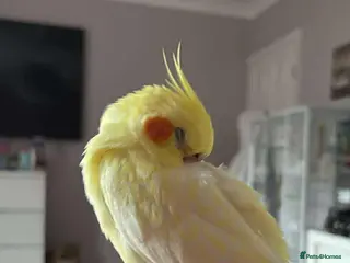 Cockatiels birds Beautiful lutino cockatiel - Advert 5