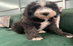 Bernedoodle dogs for sale: Standard Bernedoodle Girls Available  - Image 18