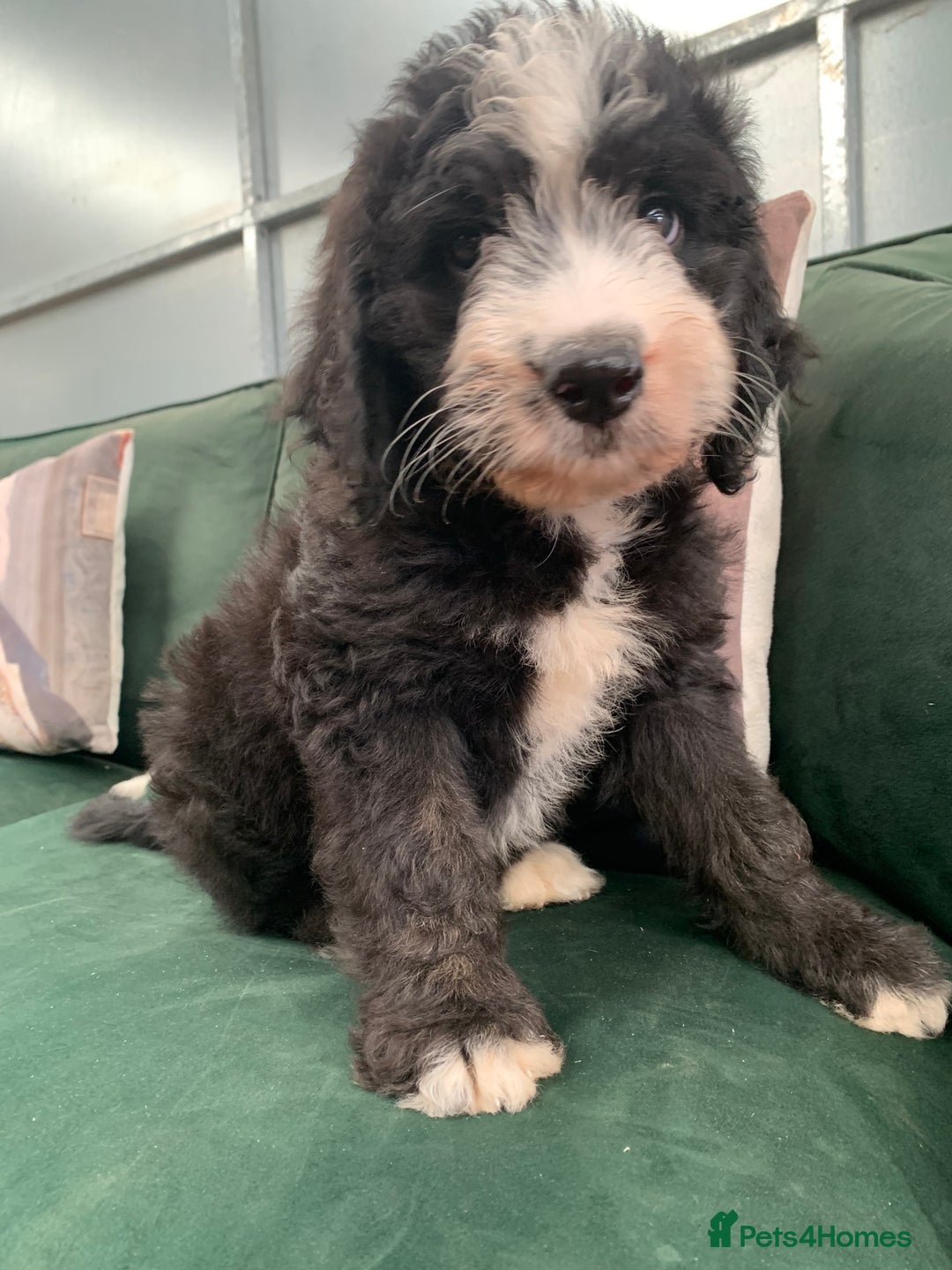 Bernedoodle dogs for sale: Standard Bernedoodle Girls Available  - Image 18