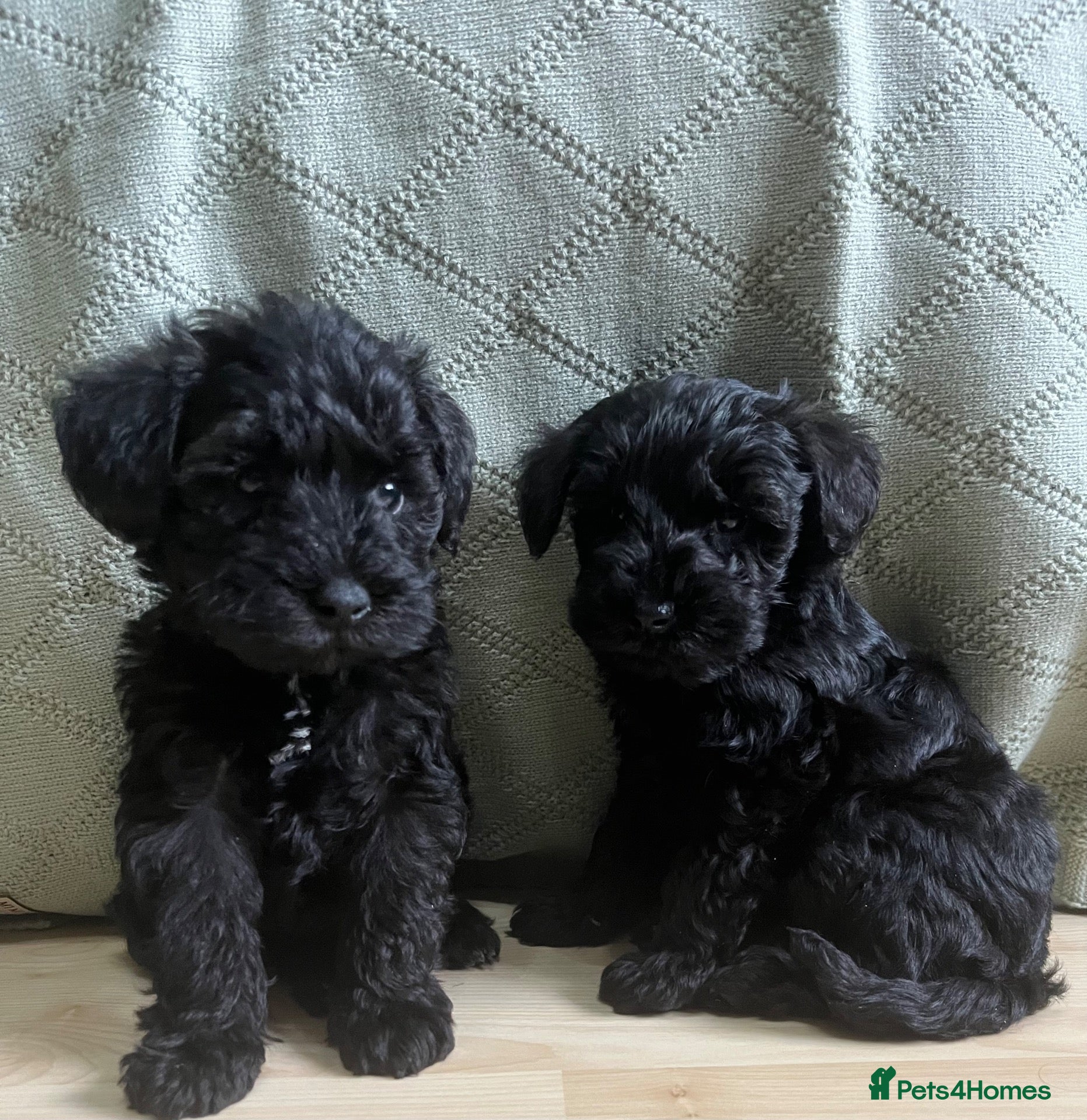 Schnoodle dogs Schnoodle pups for sale. Ready 11th October.  - Advert 1