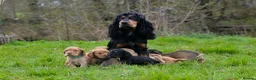 Cocker Spaniel dogs for sale: Stunning Cocker Spaniel Puppies  - Advert 16