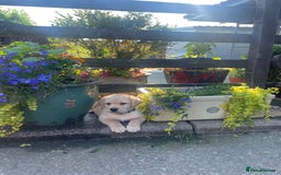 Labrador Retriever dogs for sale: Labrador, puppies, black and white girls available - Image 12