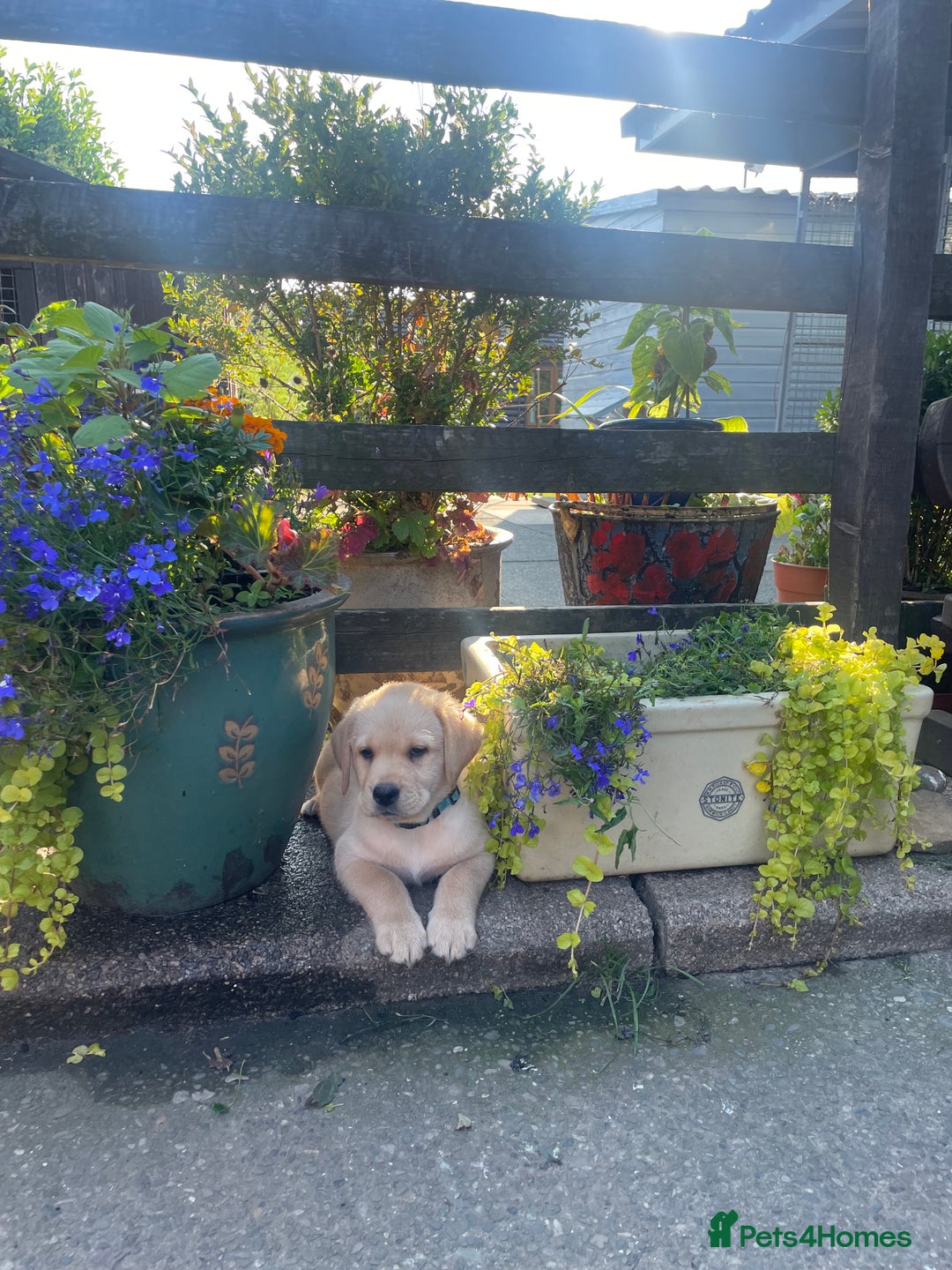 Labrador Retriever dogs for sale: Labrador, puppies, black and white girls available - Image 12