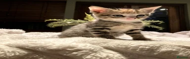 Kitten 3