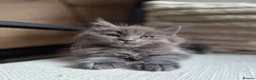 Maine Coon cats for sale: MAINE COON BOY LAST ONE  - Advert 11