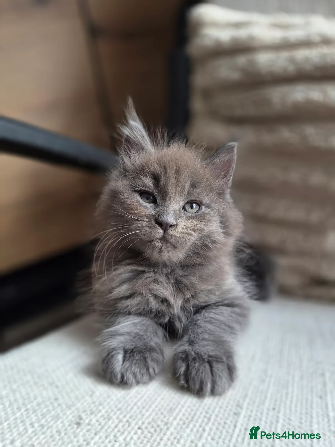 Maine Coon cats for sale: MAINE COON BOY LAST ONE  - Advert 11