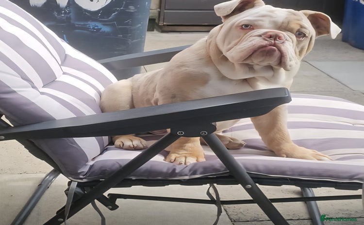 English Bulldog dogs - Advert 1
