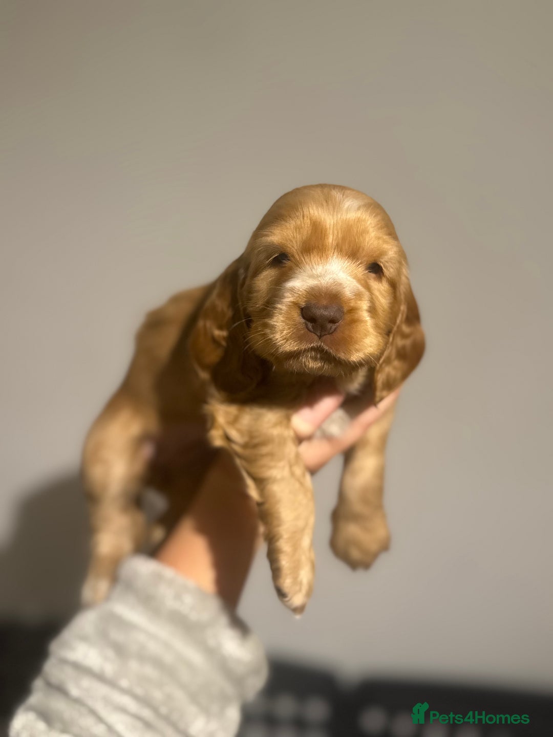 Cocker Spaniel dogs for sale: Last stunning KC show cocker - Advert 22