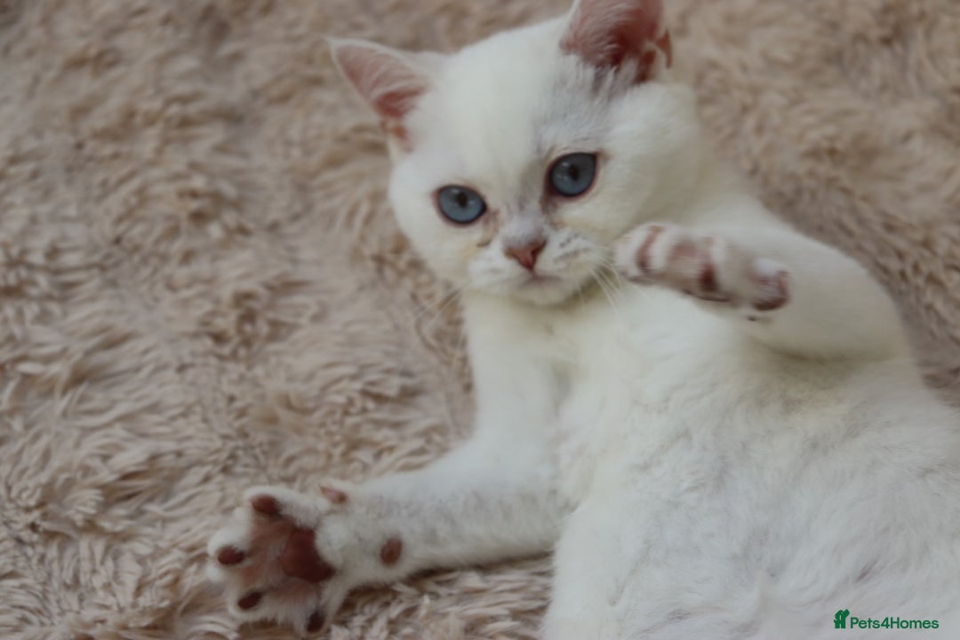 British Shorthair cats for sale: Ready CH Bloodlines BSH TICA registered kittens in Feltham - Image 28
