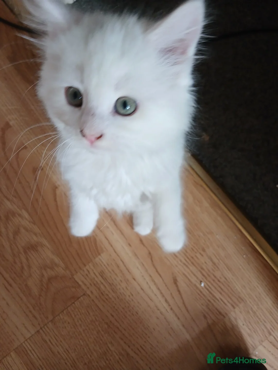 Maine Coon cats for sale: Stunning XXL Maine Coon kitten in Houghton le Spring - Advert 1