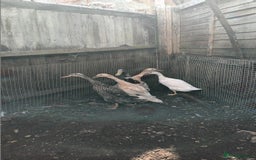 Ducks poultry for sale: Runner ducks and hens  - Image 7