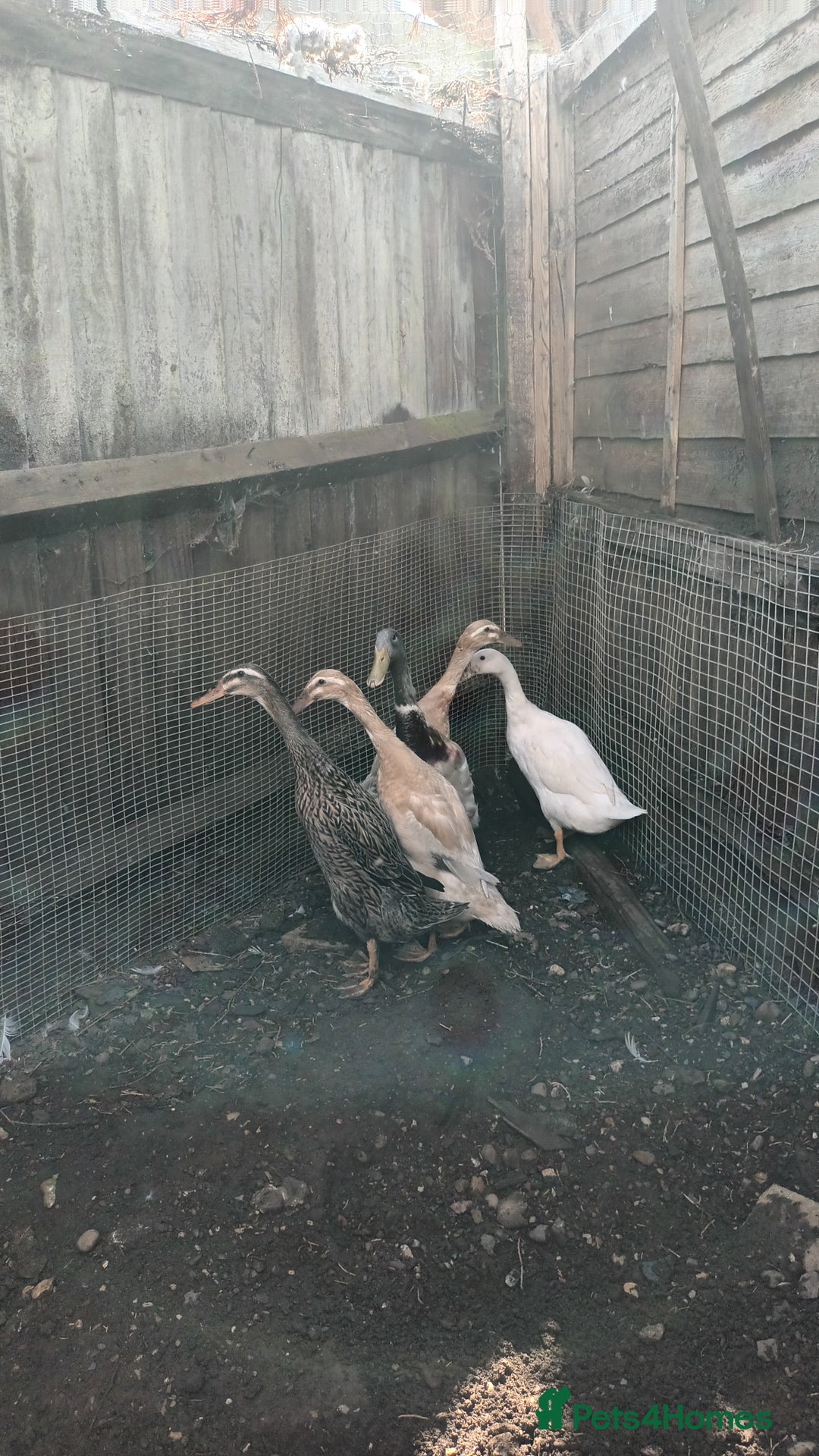 Ducks poultry for sale: Runner ducks and hens  - Image 7