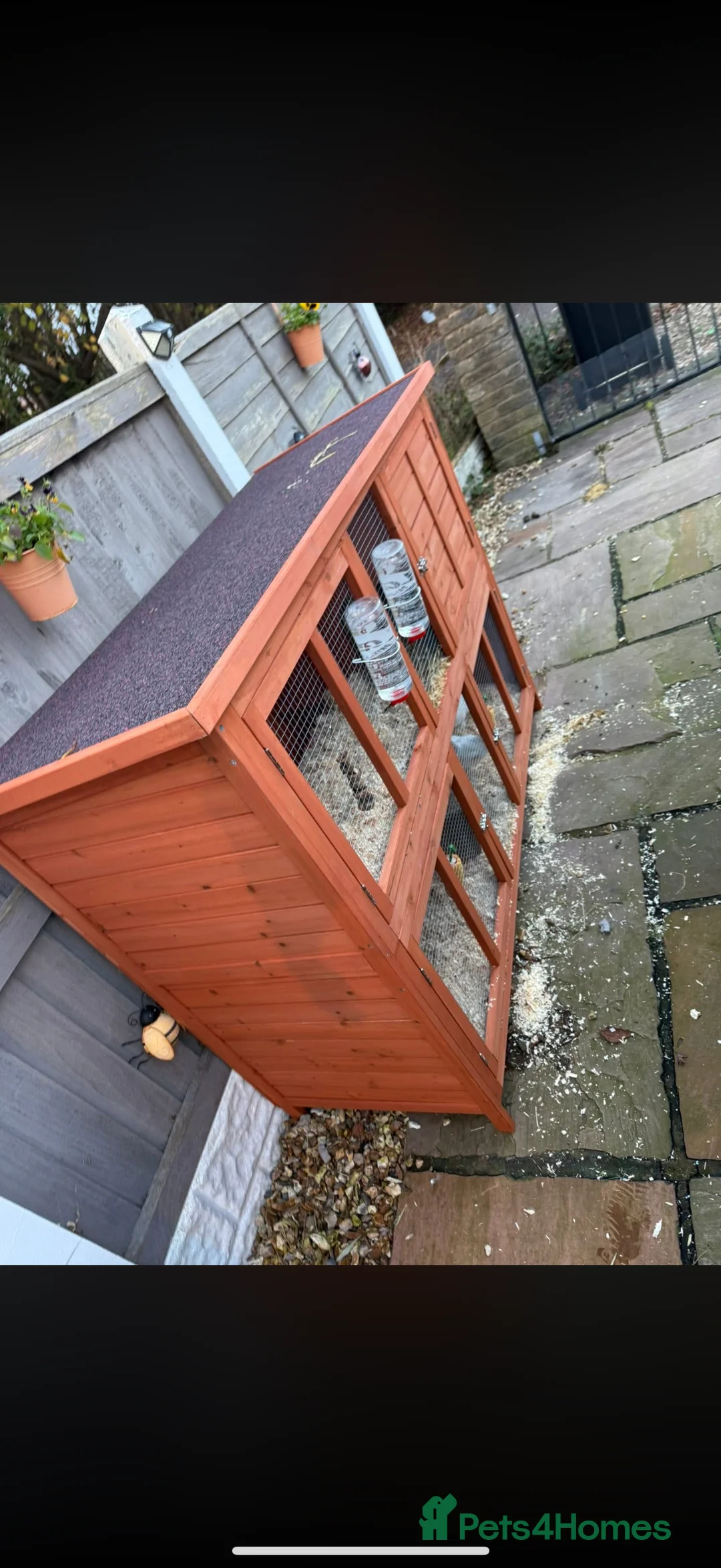 Mixed Breed rabbits for sale: Two sister rabbit  - Advert 5