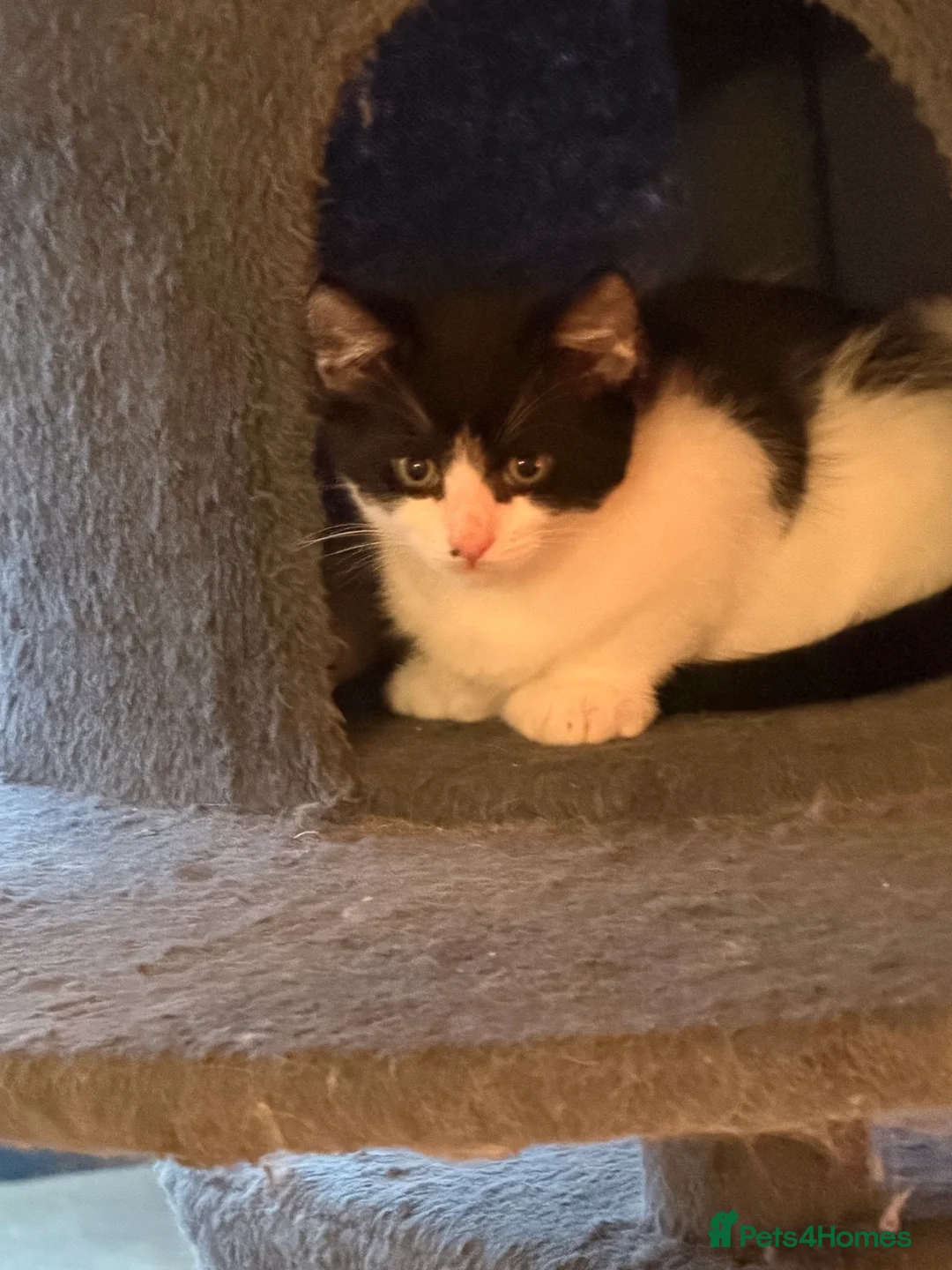 Mixed Breed cats for sale: Male Kittens for Sale-Polydactyl & Tabby  - Advert 18