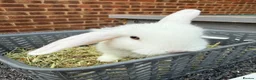 Mini Lop rabbits for sale: 8 week old mini lops. Ready now.  in Tamworth - Advert 2