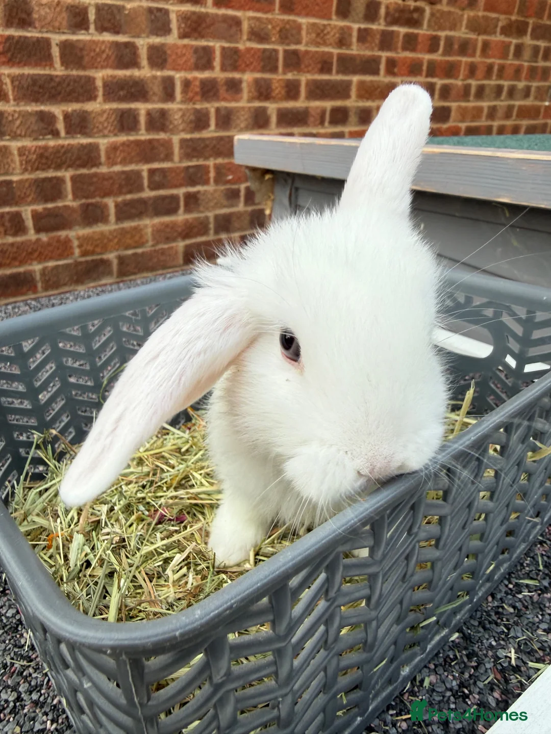 Mini Lop rabbits for sale: 8 week old mini lops. Ready now.  in Tamworth - Advert 2