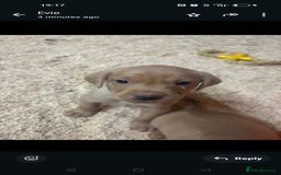 Labrador Retriever dogs for sale: Gorgeous red and golden Labrador puppies  - Image 3