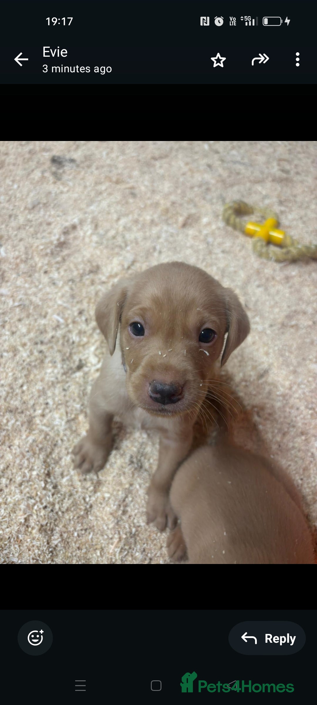 Labrador Retriever dogs for sale: Gorgeous red and golden Labrador puppies  - Image 3