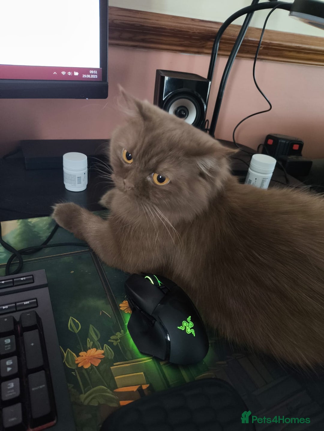 British Shorthair cats for sale: Last blue girl  BSH TICA  registered  - Advert 30